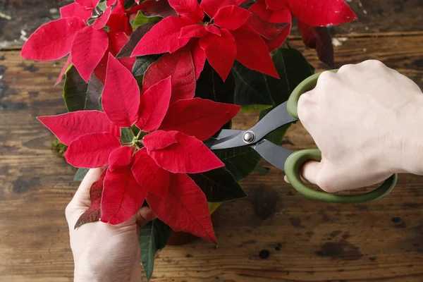 如何用红一品红 flowe 做圣诞餐桌装饰 — 图库照片