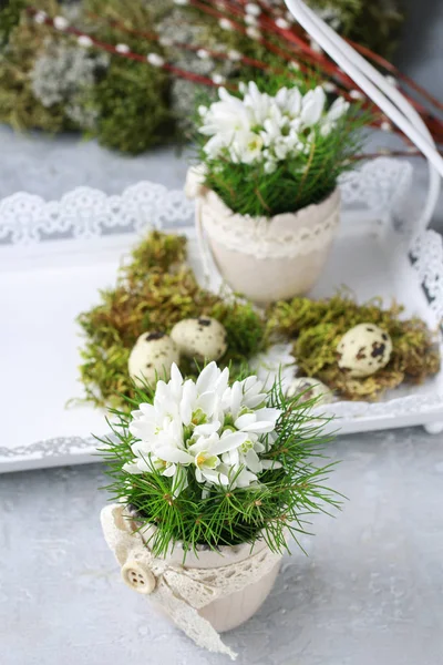 Weiße Schneeglöckchen-Anemone (Anemone sylvestris) blüht — Stockfoto