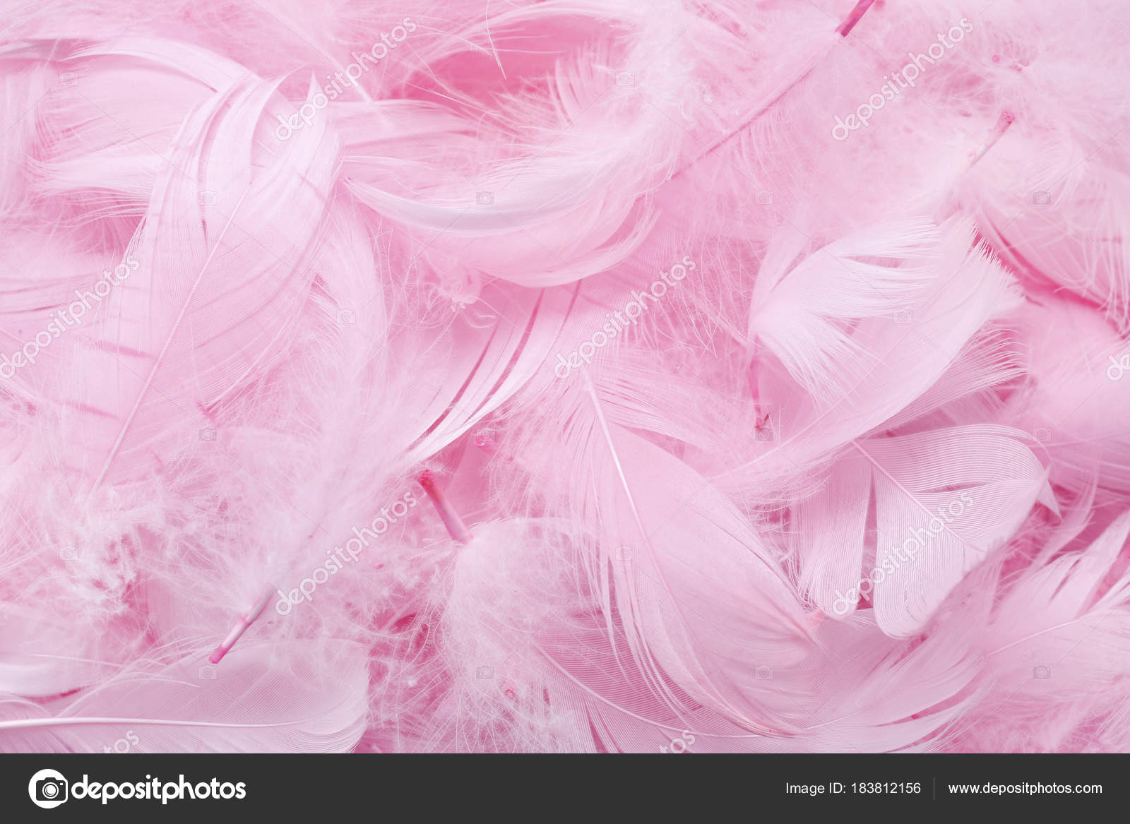 Pink feathers background Stock Photo