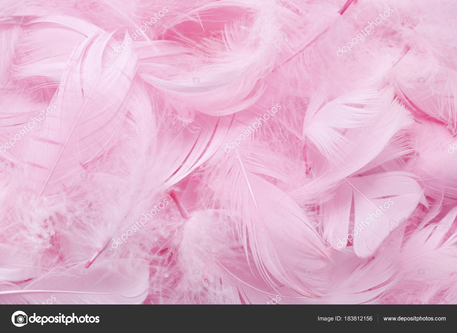 Pink Feather Background