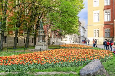 Krakow, Polonya - 17 Nisan 2016: Lale şehir alanlarında ce