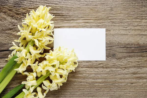 Keltainen hyasintti kukkia ja valkoinen paperi kortti puuta — kuvapankkivalokuva