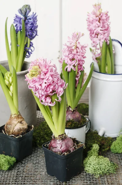 Hyacinth flowers decoration — Stock Photo, Image