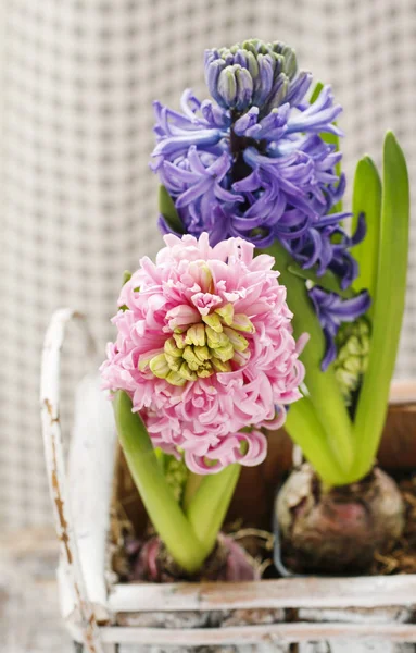 Hyacinten bloemen decoratie — Stockfoto