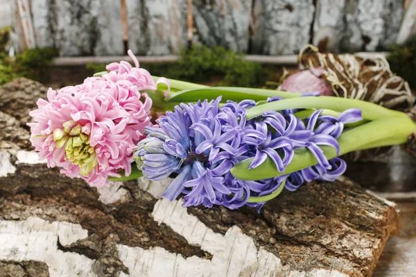 Sümbül çiçek dekorasyon — Stok fotoğraf