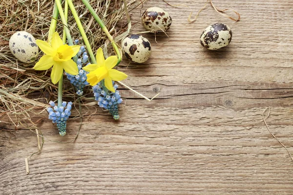 Нарциссы, мускаристые цветы, сено и перепелиные яйца на деревянном бэкгро — стоковое фото