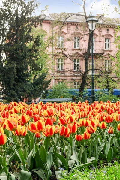 KRAKOW, POLAND - APRIL 17, 2016: Fields of tulips in the city ce — Stock Photo, Image