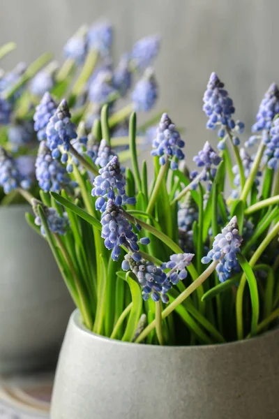 Muscari 花花束 (葡萄风信子) — 图库照片