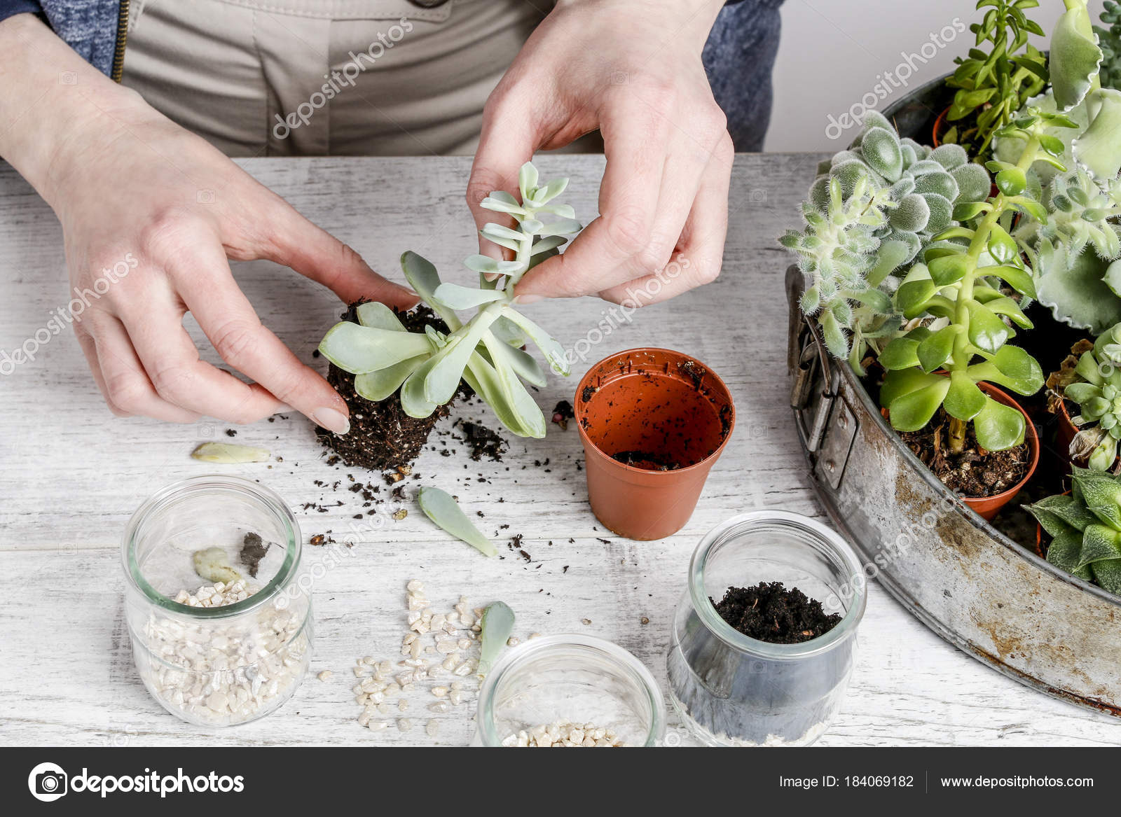 Comment faire une composition florale avec succulentes ...