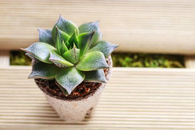 Masada etli bitkiler