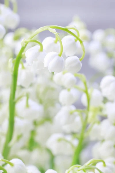 百合の谷の花. — ストック写真