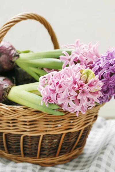 Квіти гіацинту в плетеному кошику — стокове фото