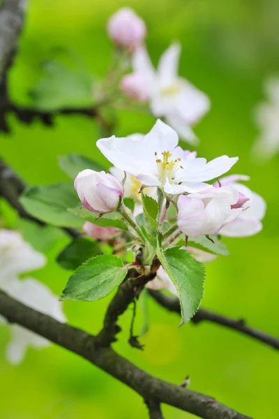 Flor de manzana en el jardín — Foto de Stock