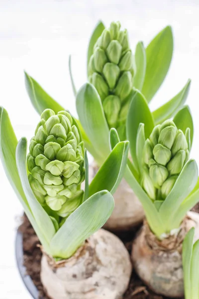 Hyacinth blommor på vit — Stockfoto