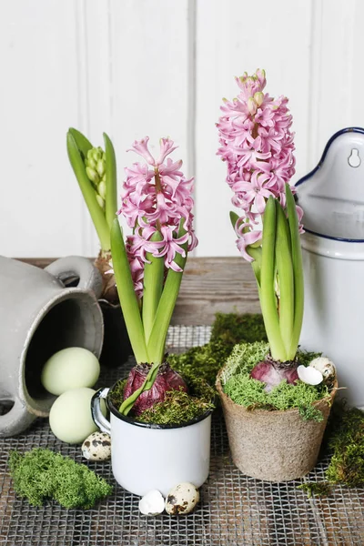 Flores de jacinto. Mesa de Páscoa ideia de decoração . — Fotografia de Stock