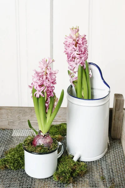 Hyacinth flowers. Easter table decoration idea. — Stock Photo, Image