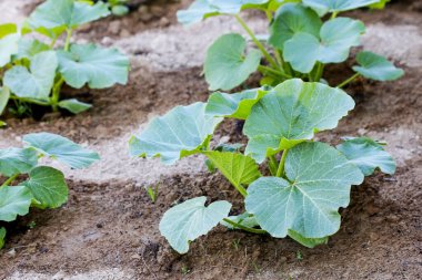 Genç balkabağı yaprakları tarlada. 