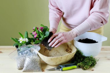 Kadın, primula çiçekleriyle nasıl basit dekorasyon yapılacağını gösteriyor.. 