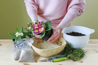 Kadın, primula çiçekleriyle nasıl basit dekorasyon yapılacağını gösteriyor.. 