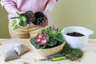 Kadın, primula çiçekleriyle nasıl basit dekorasyon yapılacağını gösteriyor.. 