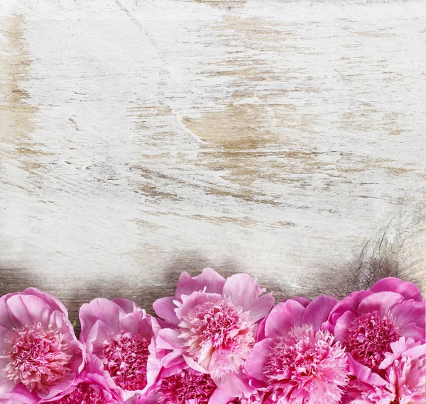 Prachtige roze pioenrozen op witte rustieke houten achtergrond — Stockfoto
