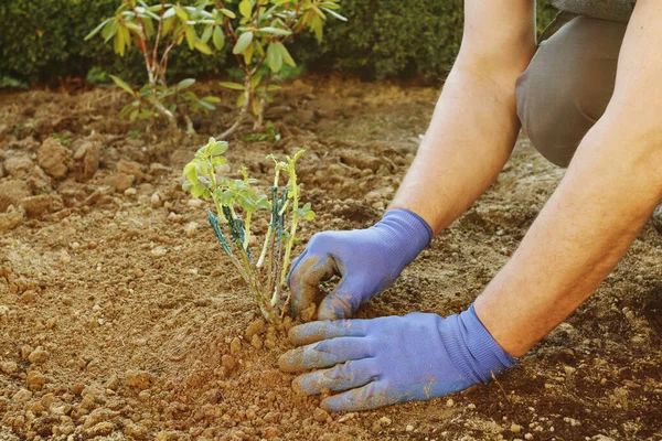 어떻게 땅에 장미 관목을 심는지 말이죠. 사람은 묘목을 놓는다 — 스톡 사진