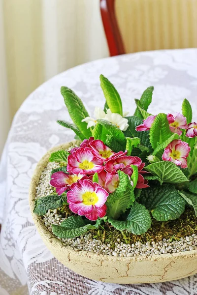 Mujer muestra cómo hacer decoración simple con flores de primula . —  Fotos de Stock