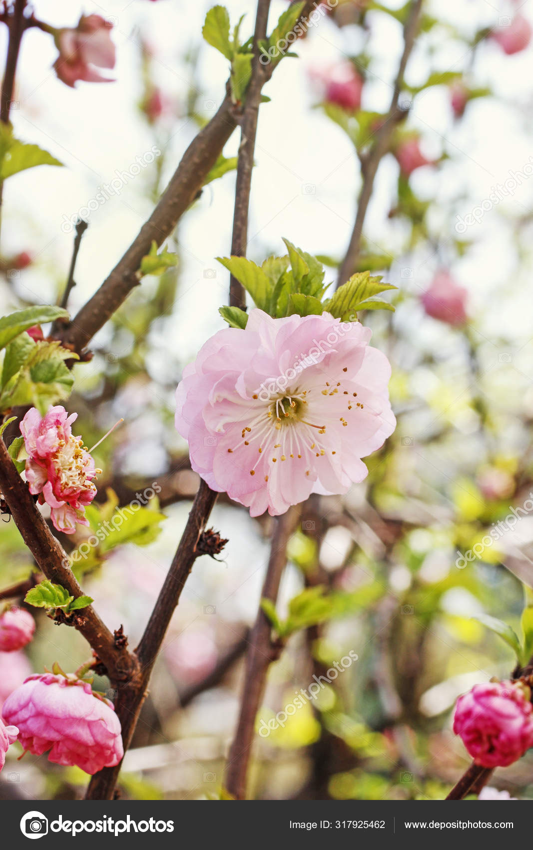 Beautiful Flowering Almond Tree Prunus Triloba In The Garden Stock Photo C Agneskantaruk 317925462