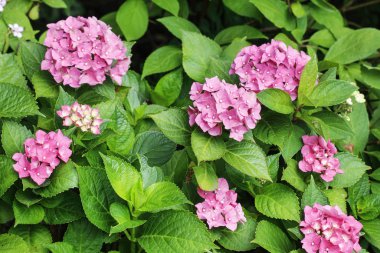 Bahçedeki pembe HORTENSIA (ortanca).