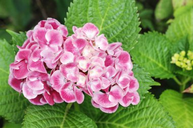 Bahçedeki pembe HORTENSIA (ortanca).