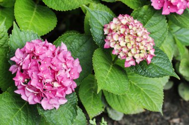 Bahçedeki pembe HORTENSIA (ortanca).