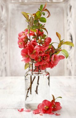 Bouquet of quince (Cydonia oblonga) flowers. clipart