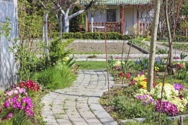 A paved path in the garden among primula flowers.