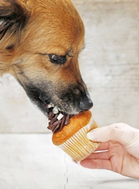 Genç köpek çikolatalı kek yiyor.. 