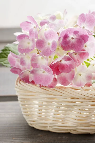 Růžové hortensia květiny v bílém proutěném koši. — Stock fotografie