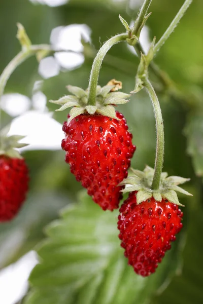 Wild strawberries in the garden. — Stock Photo, Image