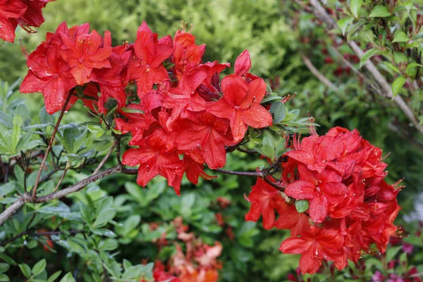 Belo rododendro vermelho (azálea) no jardim . — Fotografia de Stock