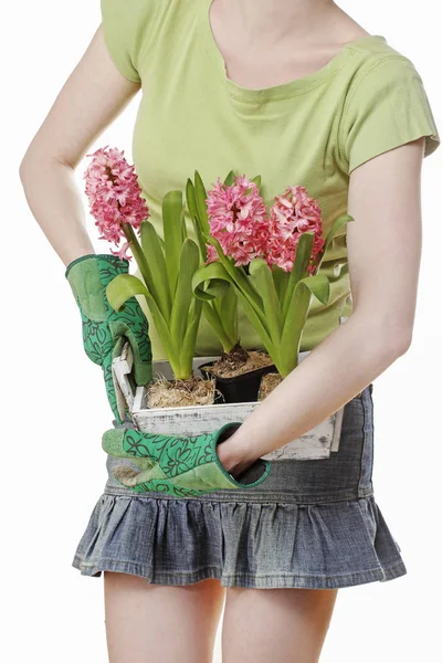 Frau hält eine Holzkiste mit rosa Hyazinthenblüten. — Stockfoto