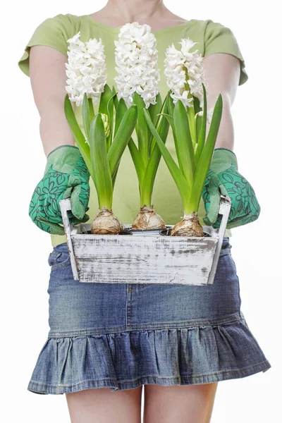 Mulher segura uma caixa de madeira com flores de jacinto branco . — Fotografia de Stock