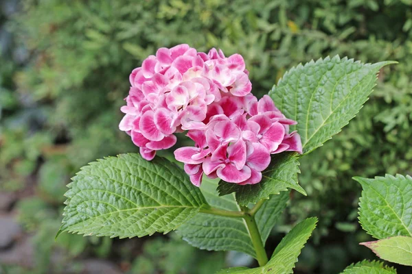 Rosa Hortensia (hydrangea) i trädgården. — Stockfoto