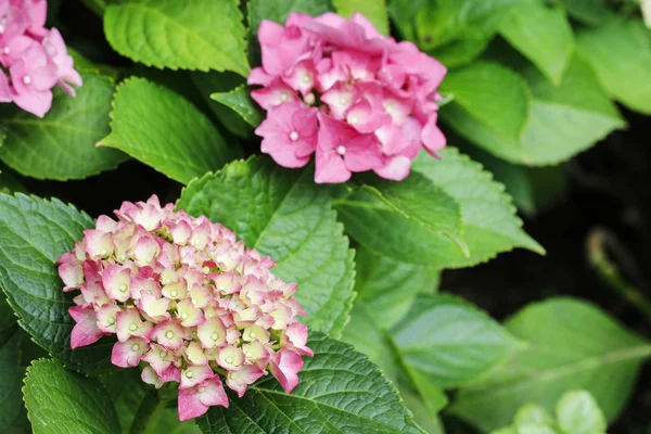 Rózsaszín Hortensia (Hortenzia) a kertben. — Stock Fotó