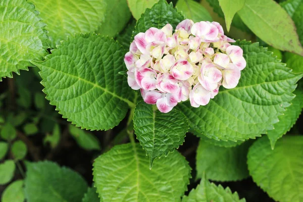 Rosa Hortensia (hydrangea) i trädgården. — Stockfoto