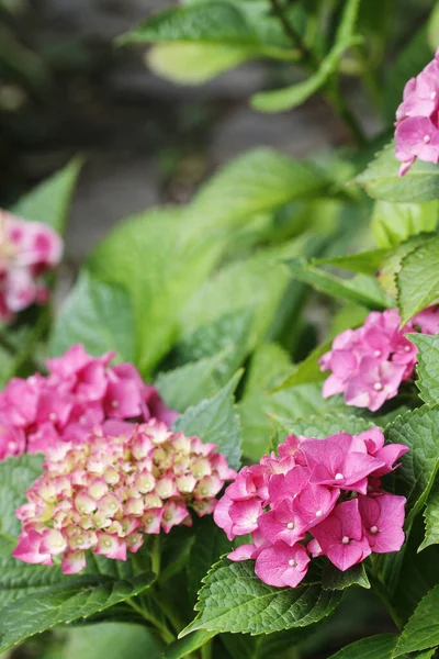 Rózsaszín Hortensia (Hortenzia) a kertben. — Stock Fotó