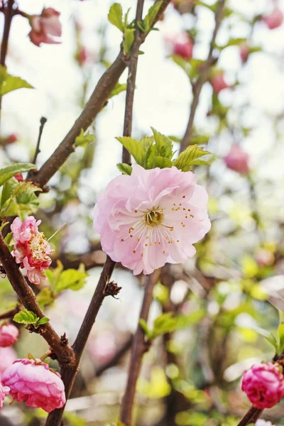 庭の美しい開花アーモンドの木(Prunus trioba). — ストック写真