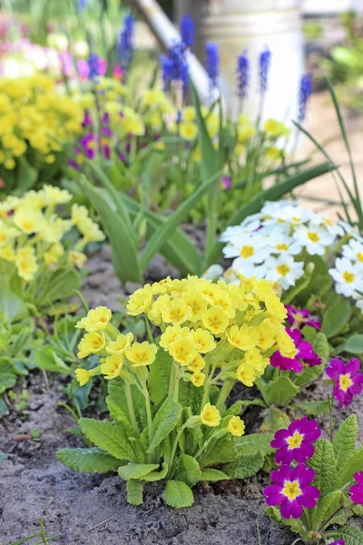 Keltainen ja vaaleanpunainen primula kukkia puutarhassa . — kuvapankkivalokuva