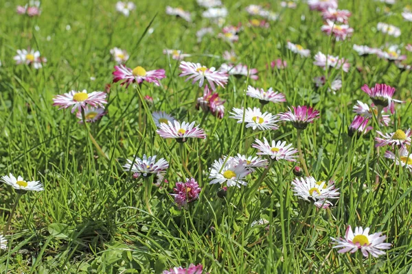 Spring meadow with blooming daisies. — Stock Photo, Image