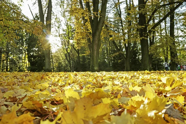 Autumn park with golden leaves on the ground. — Stock Photo, Image