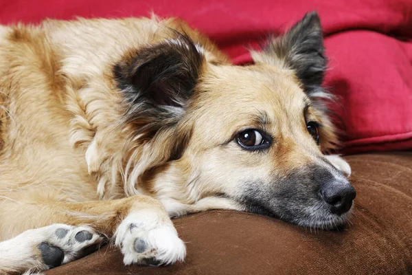 Beau jeune chien repose sur le canapé . — Photo