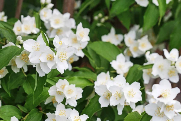 정원에 있는 아름다운 하얀 재스민 꽃들. — 스톡 사진