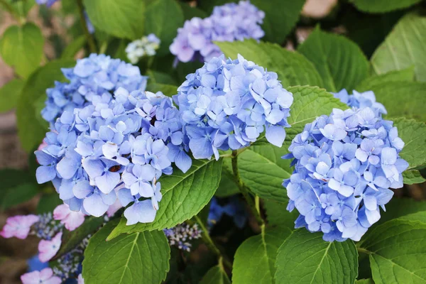 Blue Hortensia (hydrangea) in the garden. — Stockfoto